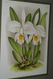 Lindenia Limited Edition Print: Cattleya Virginalis (White with Yellow Center) Orchid Club Judge Collector Art (B1)