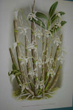 Lindenia Limited Edition Print: Dendrobium Leucolophotum (White) Orchid Collectible Art (B2)