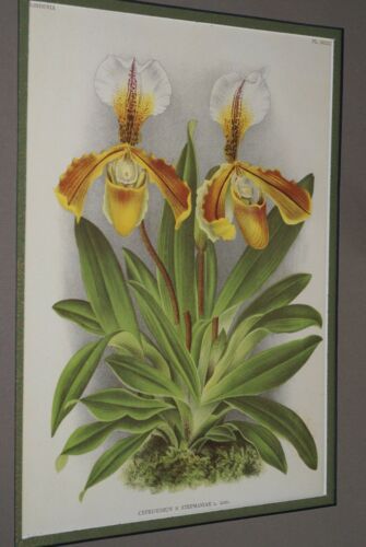 Lindenia Limited Edition Print: Paphiopedilum, Cypripedium x Stepmaniae L. Lind, Lady Slipper (Yellow and White) Orchid Collector Art (B5)