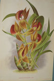 Lindenia Limited Edition Print: Zygopetalum Gautieri (Magenta and Yellow) Orchid Collector Art (B2)