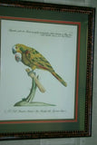 Rare Archival Art by Saverio Manetti (16 C.) Very Limited Edition Folio Lithograph of Parrot professionally framed in hand painted signed frame with  x3 acid free mats 21,5" X 18,75" Magnificent plate from The Natural History of Birds DESIGNER ART
