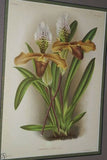 Lindenia Limited Edition Print: Paphiopedilum, Cypripedium x Vialianum, Lady Slipper Orchid (Yellow, Sienna and White) Collector Art (B5)