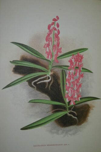Lindenia Limited Edition Print: Saccolabium Hendersonianum (Pink) Orchid Collector Art (B3)
