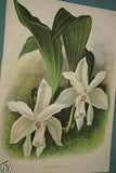 Lindenia  Limited Edition Print:  Coryanthes Macrocorys (White with Speckled Pink) Orchid Collector Art (B3)