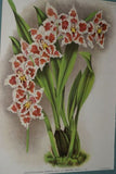 Lindenia Limited Edition Print: Odontoglossum Crispum Ldl Var Tigrinum L Lind (White, Red and Yellow) Orchid Collector Art (B5).