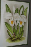 Lindenia Limited Edition Print: Cattleya x Parthenia Bleu (White with Yellow Center) Orchid Collector Art (B2)