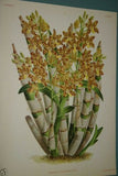 Lindenia Limited Edition Print: Bollea Pulvinaris Orchid (Purple and Yellow) Collectible Art (B1)