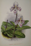 Limited Edition Print Paphiopedilum, Cypripedium x Barbato-Veitchianium, Slipper Orchid (Maroon and White)  Collector Art (B2)