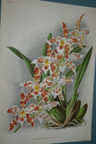 Lindenia Limited Edition Print: Odontoglossum Duvivierianum (Yellow and White with Speckled Sienna) Orchid Collector Art (B2)