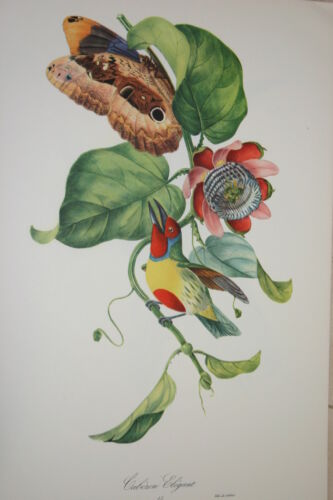 VERY RARE 1960 Rare Descourtilz Limited Edition Original Folio Lithograph Brazilian Bird Plate 13 Orange-Breasted Barbet or Cabezon Elegant & Butterfly