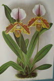 Lindenia Limited Edition Print: Paphiopedilum, Cypripedium x Bruxellense, Lady Slipper (Sienna and Yellow) Orchid Collector Art (B5)