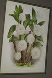 Lindenia Limited Edition Print: Laelia Preaestans Rchb F Var Alba Oculata L Lind (White) Orchid Collector Art (B5)