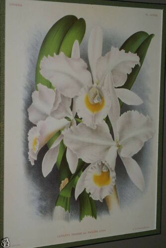 Lindenia Limited Edition Print: Cattleya Trianae Var Pallida (White and Yellow) Orchid Collectible Art (B2)