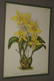 Lindenia Limited Edition: Odontoglossum Crispum Lindl Var Auriferum (White and Yellow) Orchid Collectible Art (B5)