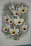 Lindenia Limited Edition Print: Dendrobium Maccarthia Thwaites (Fushia and White) Orchid Collector Art (B3)