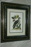 RARE 1772 ANTIQUE AUTHENTIC H.C FOLIO LITHOGRAPH ON FINE LAID CHAIN LINK PAPER JOHANN MICHAEL SELIGMANN GEORGE EDWARDS CATESBY H.C FOLIO VULTUR BARBATUS, LE VAUTOUR BARBU CUSTOM OVER 250 YEARS OLD FRAMED WITH MULTIPLE MATS  IN HANDPAINTED SIGNED FRAME