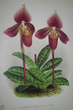 Lindenia Limited Edition Print: Paphiopedilum, Cypripedium x Wiertzianum L. Lind, Lady Slipper (Magenta) Orchid Collector Art (B4)