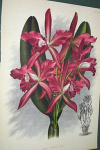 Lindenia Limited Edition Print: Laelia x Oweniae L. Lind (Magenta) Orchid Collector Art (B3)