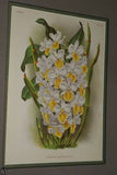 Lindenia  Limited Edition Print: Dendrobium Bracteosum (Pink) Orchid Collector Art (B1)