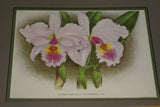 Lindenia Limited Edition Print: Cattleya Granulosa Lindl Var Souvenir De Raymond Storms Wavr (Yellow and Fushia) Orchid Collector Art (B5)