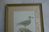 AUTHENTIC ORIGINAL ANTIQUE 1917 folio chromolithograph from Svenska Faglar, Efter Naturen Och Pa Sten Ritade by W.F Von Wright of bird: Larus Glaucus, a seagull type and PROFESSIONALLY MATTED AND FRAMED