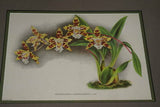 Lindenia Limited Edition Print: Oncidium Forbesi Var Maximum (Sienna and Yellow) Orchid Collector Art (B2)