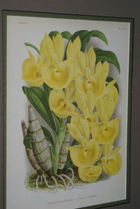 Lindenia Limited Edition Print: Catasetum Bungerothi Var Aureum (Yellow) Orchid Collector Art (B1)