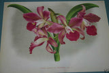 Lindenia Limited Edition Print: Cattleya Trianae Var Purpurata (Pink and Magenta) Orchid Art (B2)