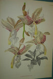 Lindenia Limited Edition Print: Stanhopea Eburnea Lindl (White) Orchid Collector Art (B2)