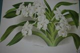 Lindenia Limited Edition Print: Vanda Boxalli (White with Yellow and Magenta) Orchid Collector Art (B1)
