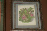 Lindenia Limited Edition Print: Cattleya Trianae Var Majestica (White with Fushia and Yellow Center)  Orchid Collector Art (B5)