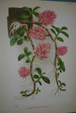 Lindenia Limited Edition Print: Dendrobium Rutriferum Orchid (Fushia and White) Collectible Art (B1)