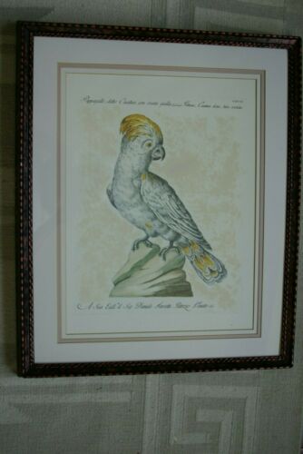 Rare Archival Art by Saverio Manetti (16 C.) Very Limited Edition Folio Lithograph of Cockatoo Parrot professionally framed in hand painted signed frame with x3 acid free mats 22,5