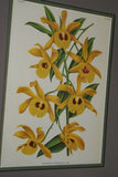 Lindenia Limited Edition Print: Dendrobium Formosum Roxb Var Giganteum Van Houtte (White and Yellow) Orchid Collector Art (B4)