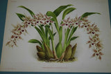3 Lindenia Limited Edition Prints: Odontoglossum Crispum Orchids Collectible Art (B4)