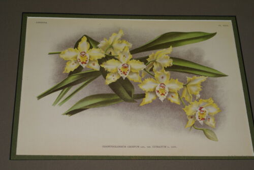 3 Lindenia Limited Edition Odontoglossum Crispum Orchid Prints , Collectible Art (B4)