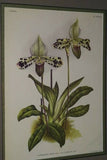 Lindenia Limited Edition Print: Paphiopedilum, Cypripedium Exul Obr Var Aurantiacum, Lady Slipper (Yellow) Orchid Collector Art (B5)