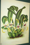 Lindenia Limited edition Print: Phaius Tuberculosus (White and Cinnamon) Orchid Botanical Art (B3)