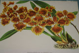 Lindenia Limited Edition Print: Oncidium Haematochilum Lind (Yellow and Sienna) Orchid Collector Art (B5)