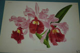 Lindenia Limited Edition Print: Laeliocattleya x Sayana (Magenta) Orchid Collectible Art (B3)