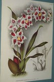 Lindenia Limited Edition Print: Odontoglossum Crispum Ldl Var Tigrinum L Lind (White, Red and Yellow) Orchid Collector Art (B5).