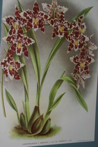 Lindenia Limited Edition Print: Odontoglossum x Adrianae Var Tigrinum (White, Yellow and Speckled Magenta) Orchid Art (B5)