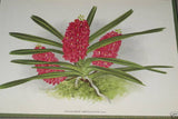 Lindenia Limited Edition Print: Vanda Parishi Rchb (Yellow, Orange and Magenta) Orchid Collectible Art Design