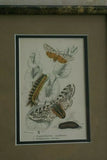 2 ANTIQUE AUTHENTIC  1897 CHROMOLITHOGRAPHS OF BUTTERFLIES  FROM LLYOD'S NATURAL HISTORY ANTIQUE BOOK Edited by Bowdler Sharpe BOTH PRINTS ARE CUSTOM FRAMED WITH  X2 MATS & FRAMED IN 2 HAND PAINTED FRAMES SIGNED BY ARTIST UNIQUE ART DECOR