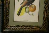 Professionally Double Matted & Framed in Hand-painted Frame 26.5”x 22.25” VERY RARE Authentic Limited Edition 1960 Descourtilz Folio of Tropical Cassique Huppe or Pied-Breasted Oropendola Bird Plate 43 from Brazil (DES6)