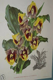 Lindenia Limited Edition Print: Catasetum Macrocarpum Var Lindeni (Yellow and Magenta)  Orchid Collector Art (B3)