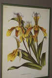 Lindenia Limited Edition Print: Houlletia Brocklehurstiana (Yellow and Orange) Orchid Collector Art (B2)