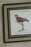 Rare Archival Art by Saverio Manetti (16 C.) Very Limited Edition Folio Lithograph of Parrot professionally framed in hand painted signed frame with  x4 acid free mats 23” x 22” Magnificent plate from "The Natural History of Birds" DESIGNER COLLECTOR ART