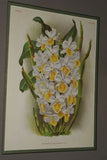 Lindenia Limited Edition: Dendrobium Biggibbum Var Albo Marginatum, Pink, Orchid Art Print (B3)