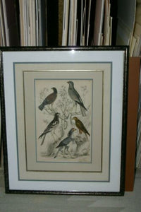 AUTHENTIC ANTIQUE 1839, H.C ORIGINAL HAND COLORING, ENGRAVING FROM BARON CUVIER ANIMAL KINGDOM  BIRDS OF PREY,  Edinburgh journal of Natural History  IN A HAND PAINTED SIGNED CUSTOM FRAME, ALSO MATTED PROFESSIONALLY WITH 6 HIGH QUALITY ACID FREE MATS